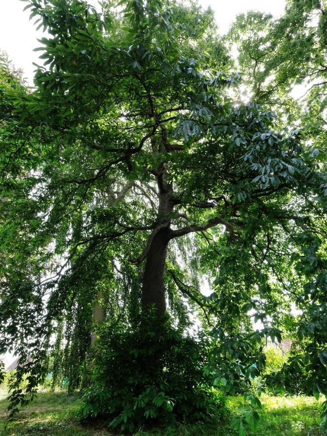 Mille Et Une Feuilles Saint-Martin-Lez-Tatinghem Buitenkant foto